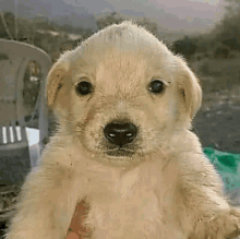 a person is holding a small puppy in their hands and it is looking at the camera .