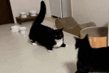 a black and white cat standing in a room