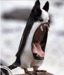 a picture of a penguin that looks like a dog with humandescent.com written on the bottom