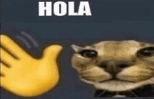 a close up of a cat 's face next to a yellow hand that says hola .