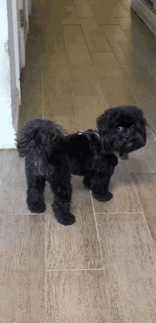 a small black dog wearing a harness is standing on a tiled floor