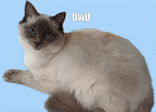 a cat with the word uwu written on it