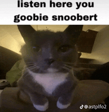 a picture of a cat with the caption listen here you goobie snoopert