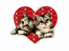 two kittens laying next to a red heart on a pink background