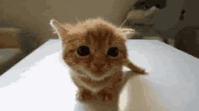 a small kitten is sitting on a white table and looking at the camera .