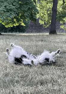 a black and white dog laying on its back in a field