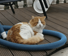 a cat is laying on a blue hose on a deck