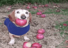 a dachshund wearing a blue shirt is holding an apple in its mouth