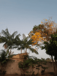 a tree with yellow flowers in front of a brick wall