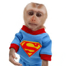 a baby monkey is wearing a blue and red superman costume .