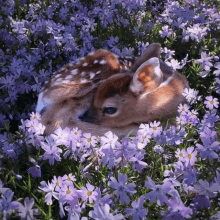 a baby deer is sleeping in a field of purple flowers