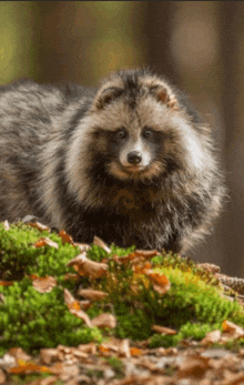 a raccoon standing on a pile of moss and leaves looking at the camera