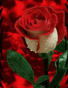 a close up of a red and white rose with water drops on it against a red background .