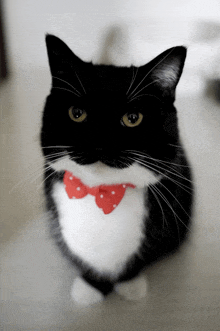 a black and white cat wearing a red polka dot bow tie