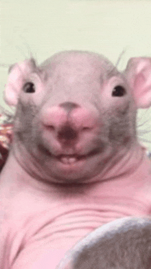 a close up of a hairless rat 's face with a smile on its face .