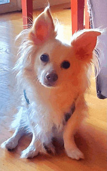 a small white dog with orange ears is laying on a wooden floor