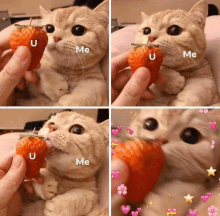 four pictures of a cat eating a strawberry with u me and me written on the bottom