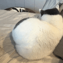 a black and white cat laying on a bed next to a white cat