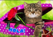 a kitten is sitting in a purple box with the word hola on it