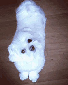 a small white dog with black eyes is laying down on a wooden floor