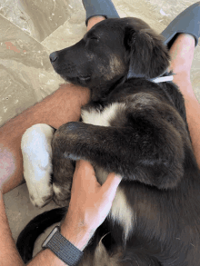 a black and white dog is laying on a man 's lap