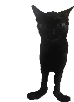 a black cat with very long legs standing on a white background