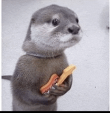 an otter with a collar is holding a piece of food in its hands