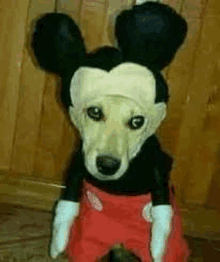 a dog wearing a mickey mouse costume is sitting in front of a wooden wall .