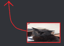 a picture of a cat with a red arrow pointing upwards