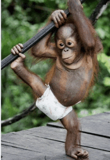 a baby orangutan wearing a diaper is hanging from a pole