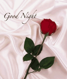 a red rose with green leaves is sitting on a white cloth with the words `` good night '' written on it .