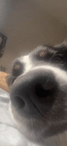 a close up of a dog 's nose with a white background