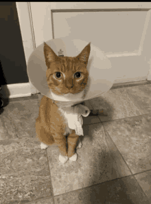 a cat wearing a cone around its neck with a bandage around its neck