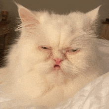 a white cat is laying on a bed with its eyes closed and making a funny face .