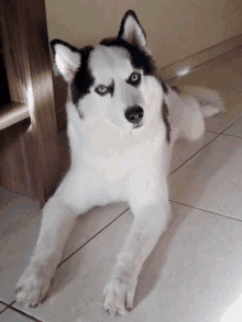 a husky dog with blue eyes is laying down on the floor