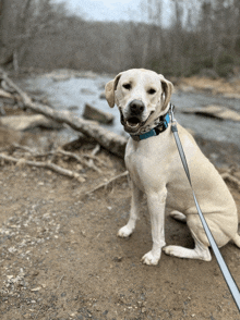 a dog with a blue collar is sitting on a dirt path