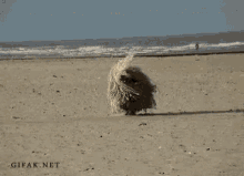 a dog is walking on a sandy beach with gifas.net written on the bottom