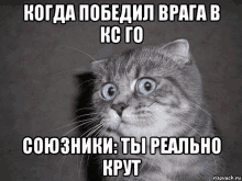 a cat with blue eyes is looking at the camera with a meme written in russian