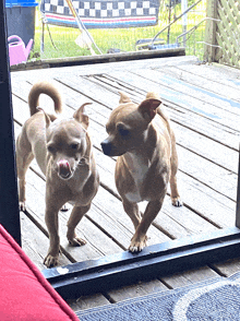 two small dogs standing on a wooden deck looking out a window