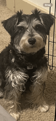 a small black and white dog is sitting in front of a cage that says crop on the bottom