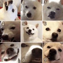 a collage of white dogs with the numbers 1 through 9 on the bottom