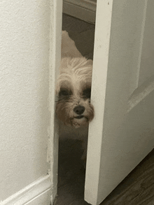 a small white dog peeking through a door