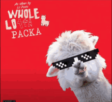 a white alpaca wearing sunglasses is on the cover of an album by lil packa called whole lotta packa