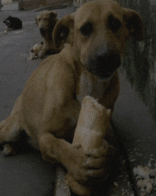 a brown dog is holding a piece of bread in its mouth