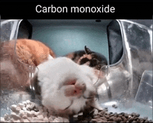 a picture of a hamster with the words carbon monoxide written above it