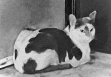 a black and white cat is laying down on the ground