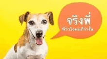 a brown and white dog is sitting next to a speech bubble on a yellow background .