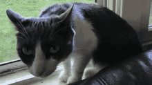 a black and white cat looking out of a screened in window