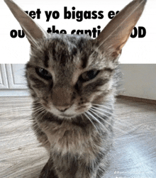 a cat is standing in front of a sign that says " et yo bigass e ou "