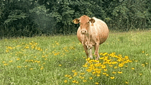 a brown cow with a tag on its ear is standing in a field of flowers .